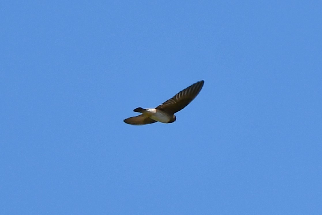 Cliff Swallow - ML620608645