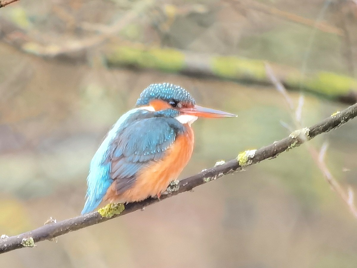 Common Kingfisher - ML620608646