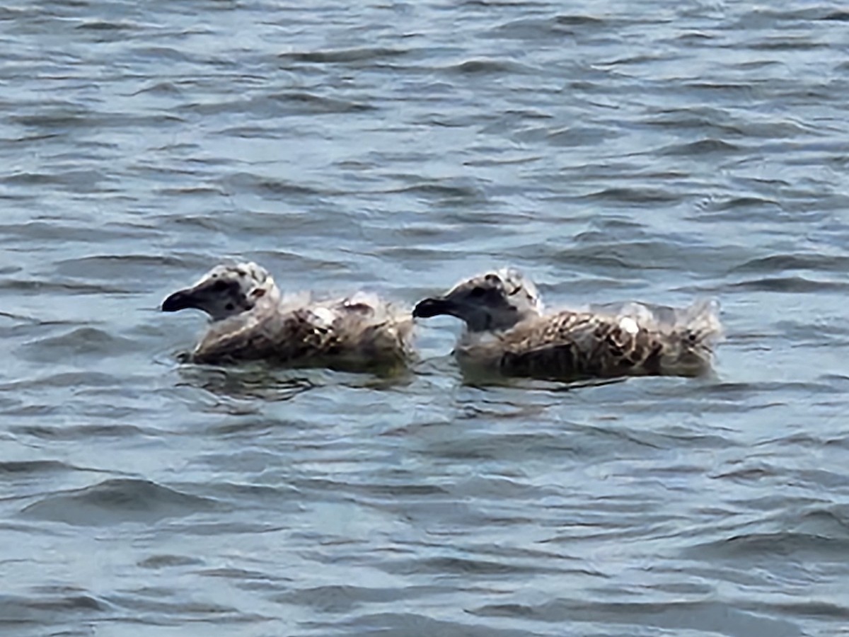 Great Black-backed Gull - ML620608647