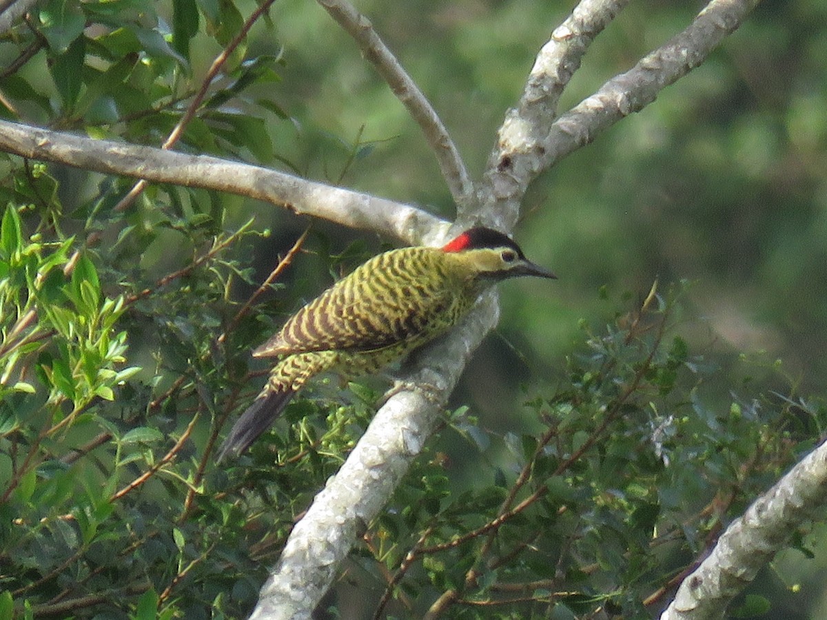 Green-barred Woodpecker - ML620608650