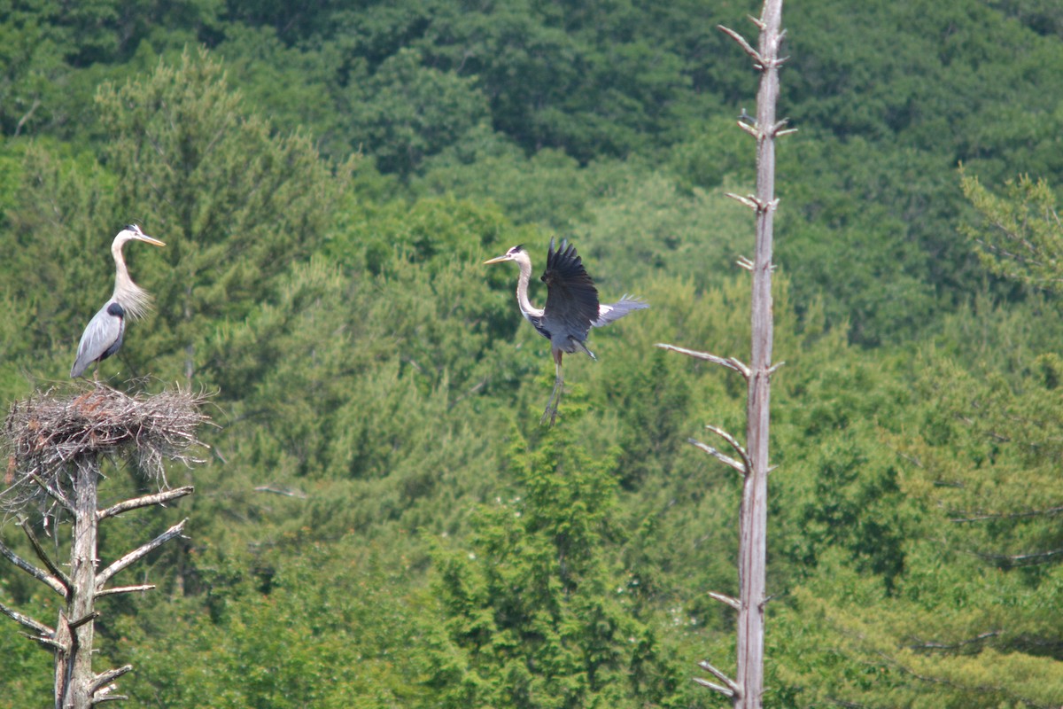 Great Blue Heron - ML620608651