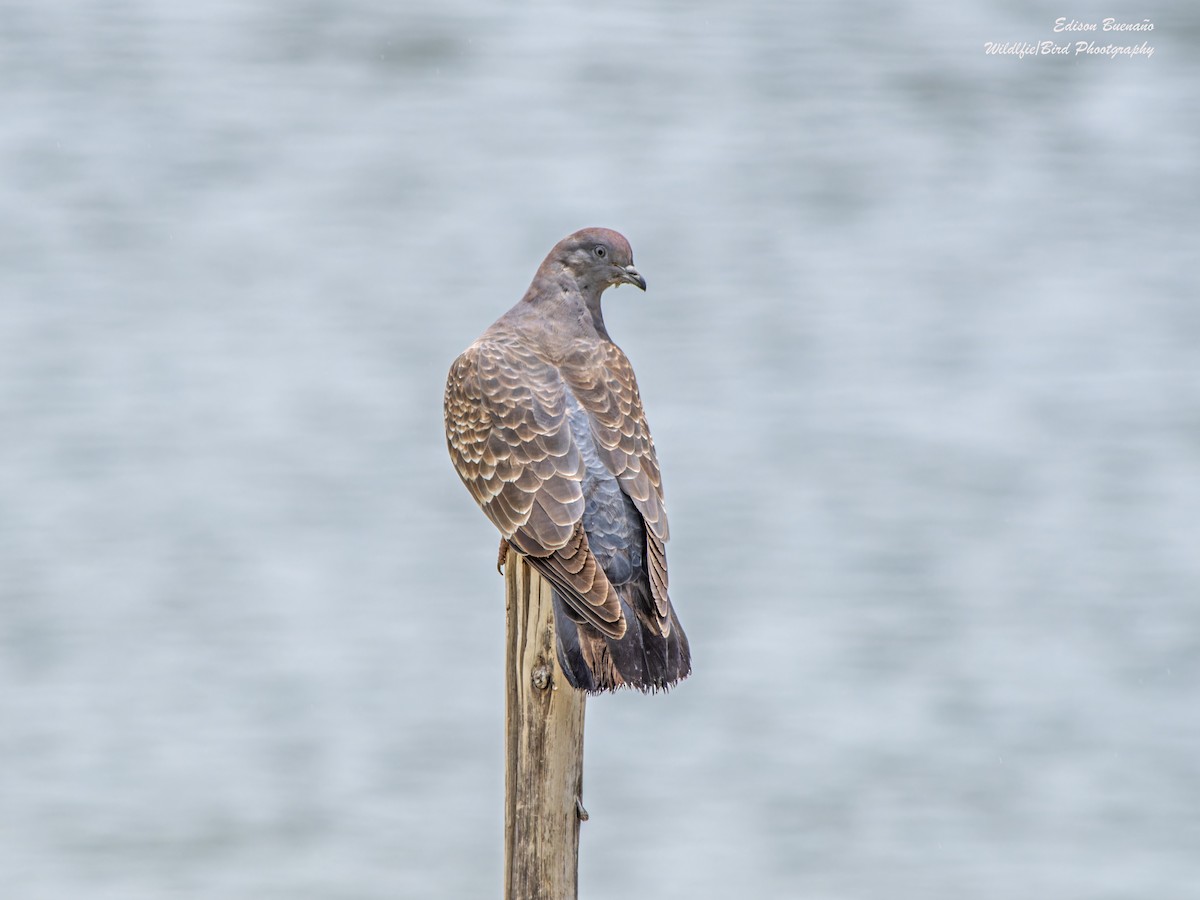 Spot-winged Pigeon - Edison Buenano