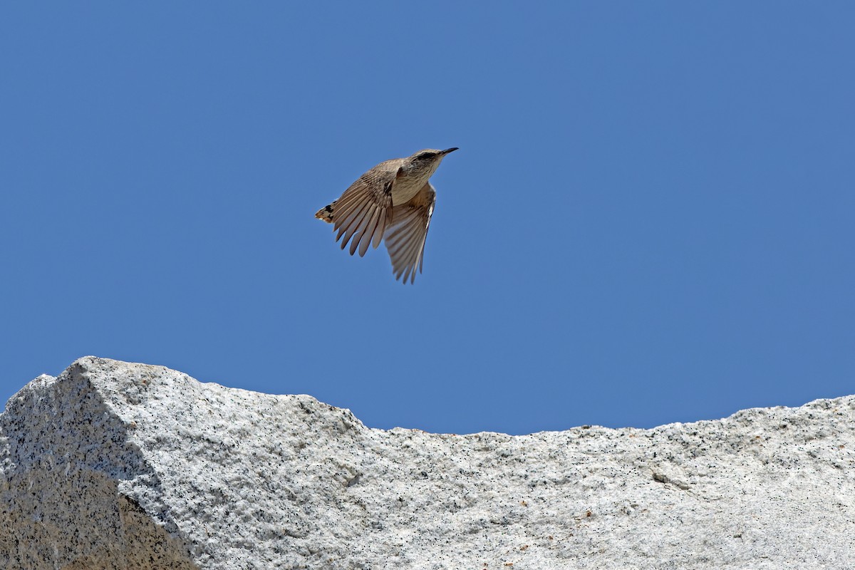 Rock Wren - ML620608660