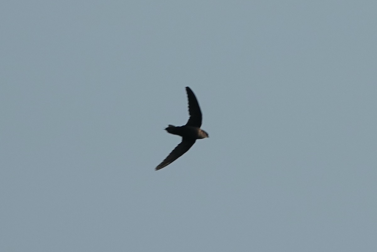 Chimney Swift - ML620608667