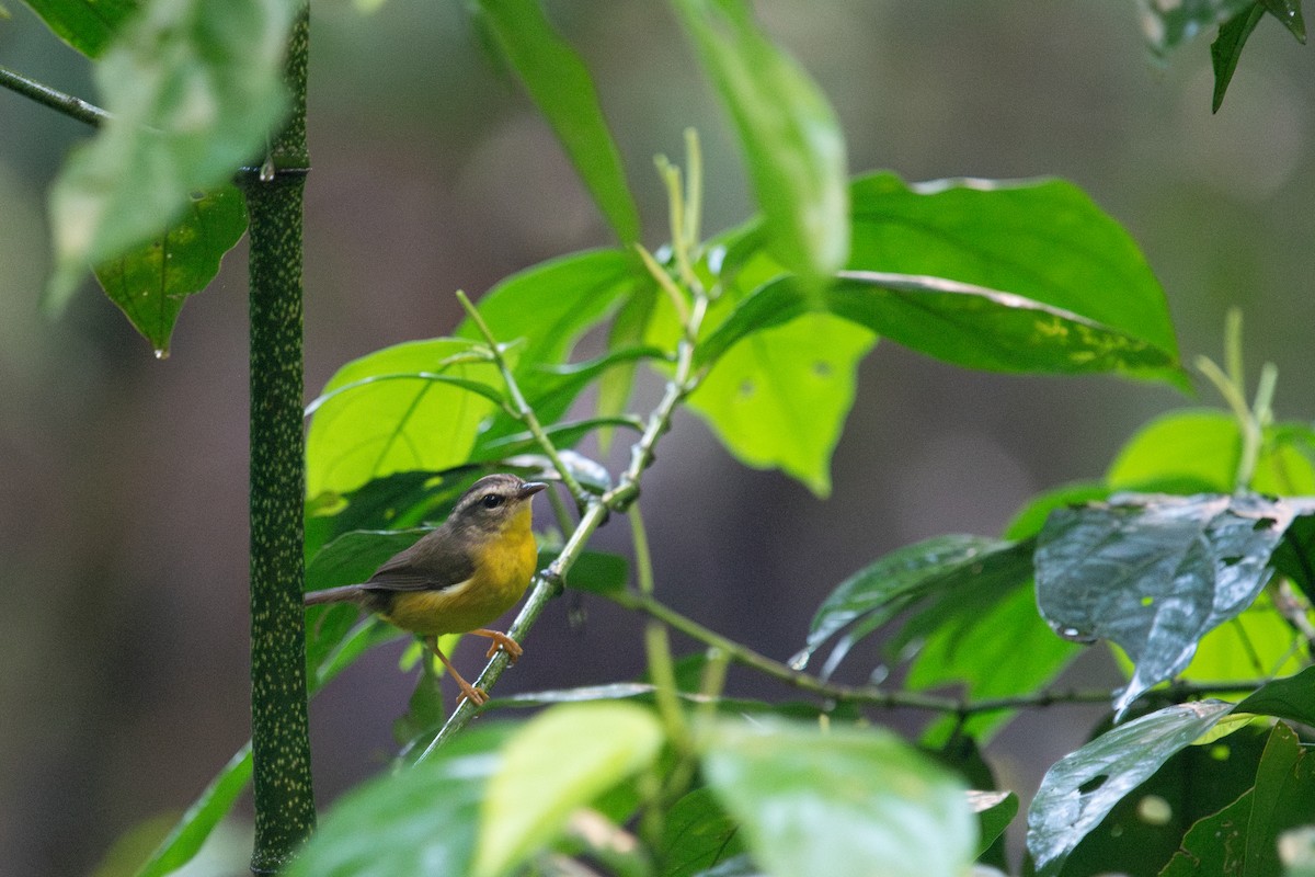 Golden-crowned Warbler - ML620608669