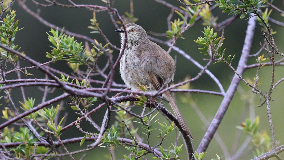 Karoo Prinia - ML620608670