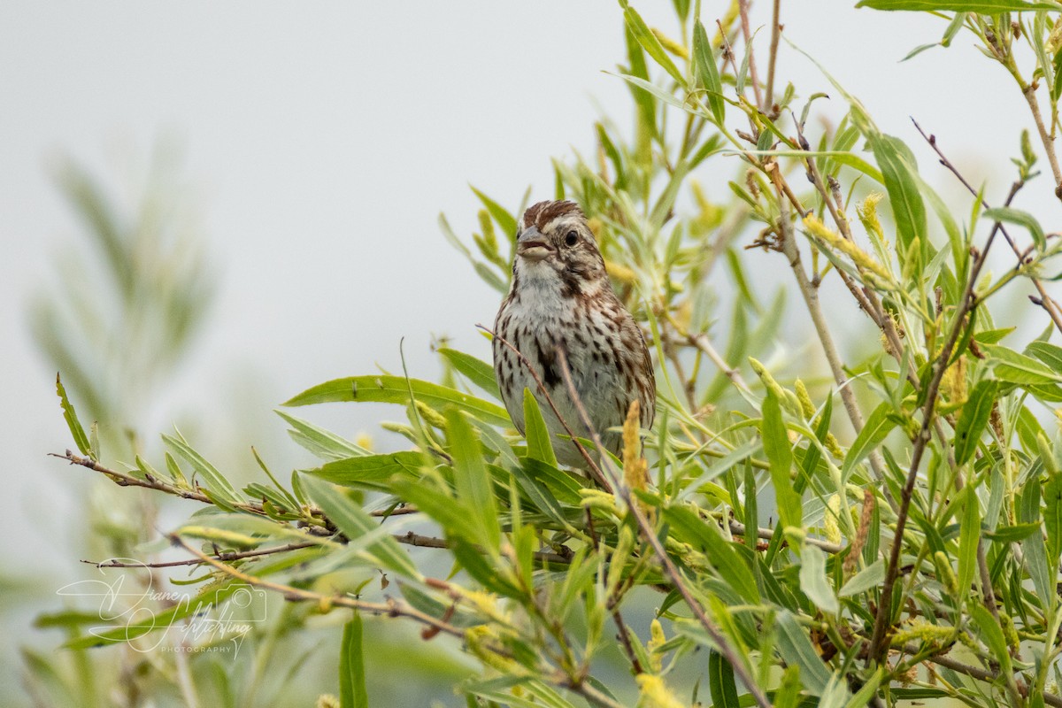 Song Sparrow - ML620608672