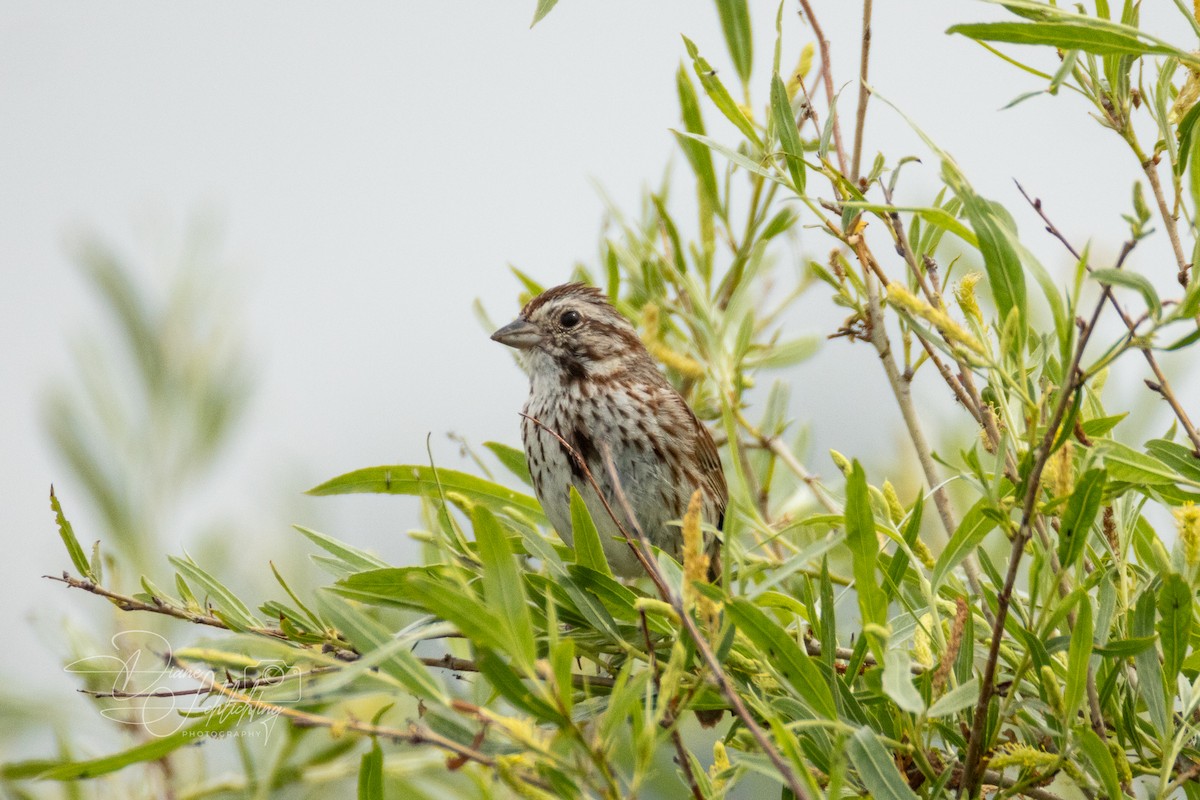 Song Sparrow - ML620608674