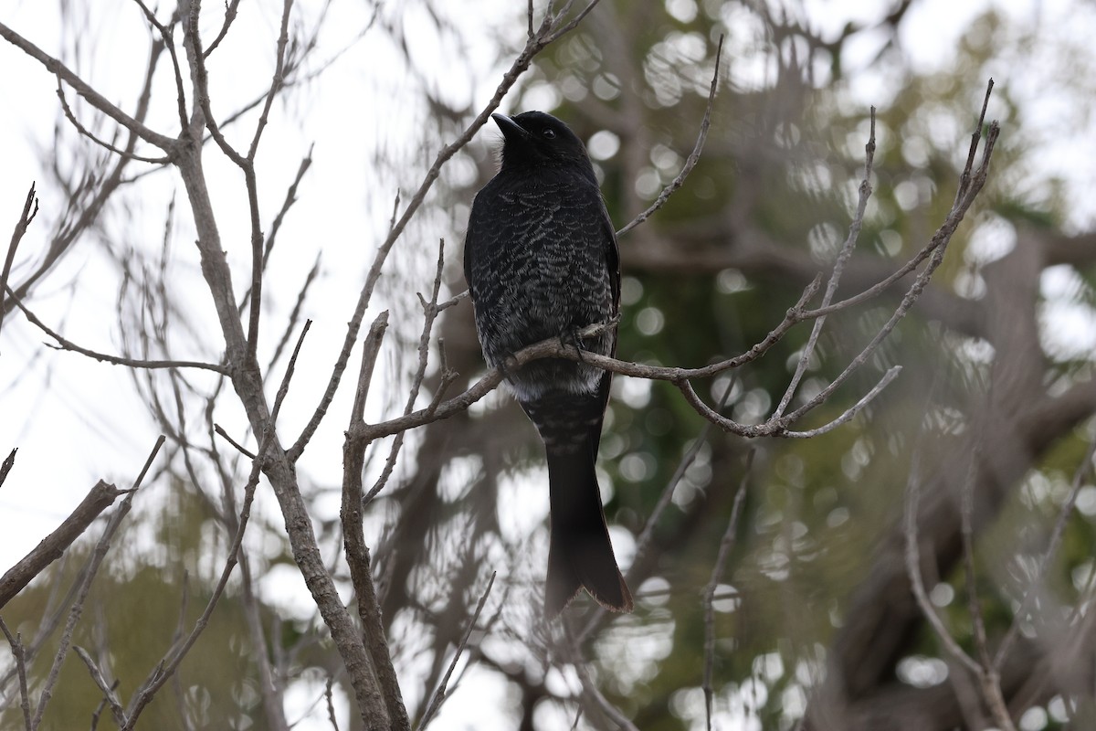 drongo africký - ML620608679