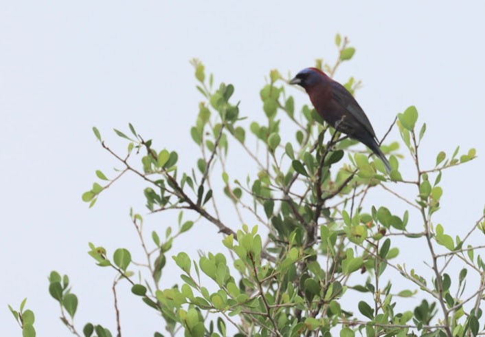 Varied Bunting - ML620608682