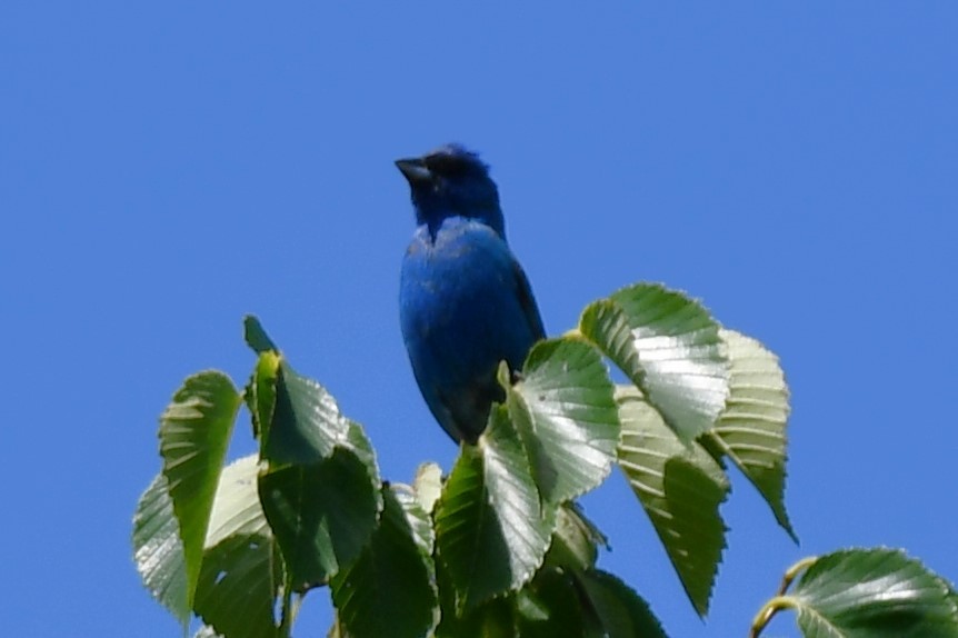 Indigo Bunting - Carmen Ricer