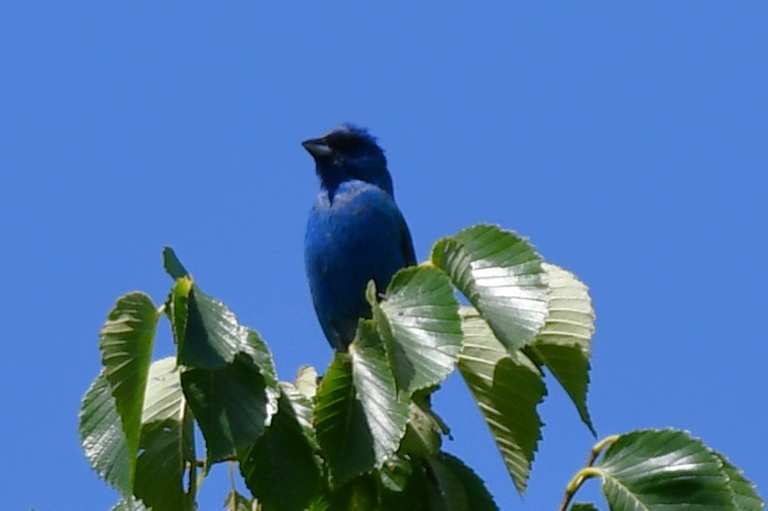 Indigo Bunting - ML620608691