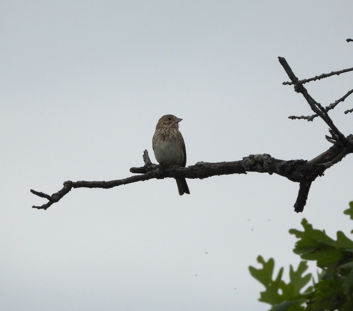 Vesper Sparrow - ML620608692