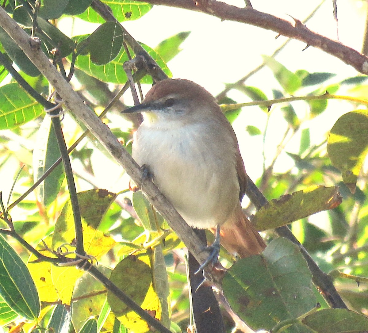 Yellow-chinned Spinetail - ML620608693