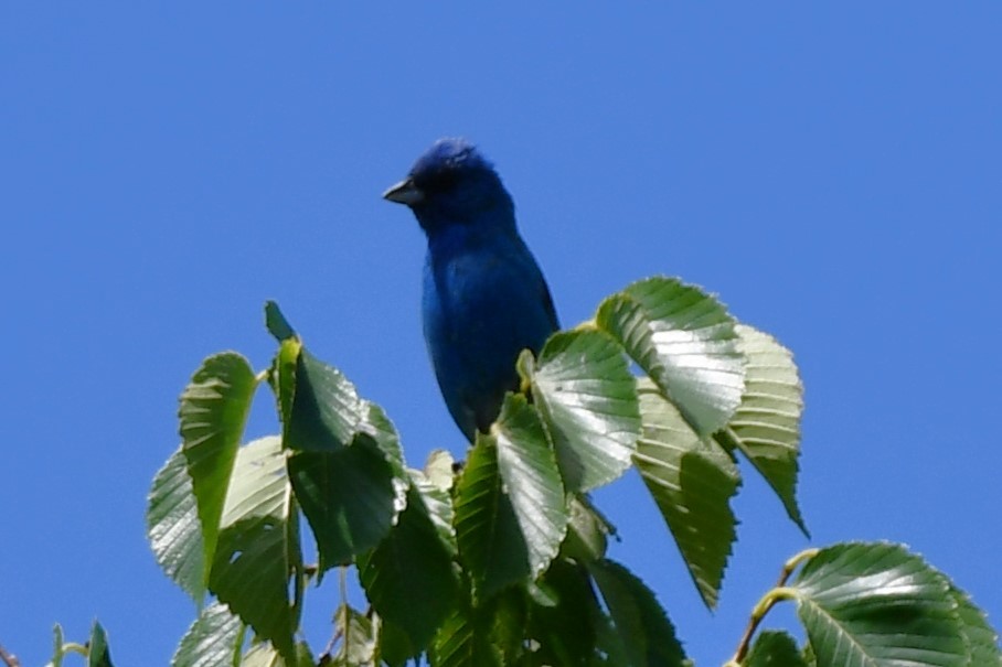 Indigo Bunting - ML620608694