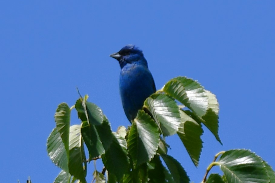 Indigo Bunting - ML620608695