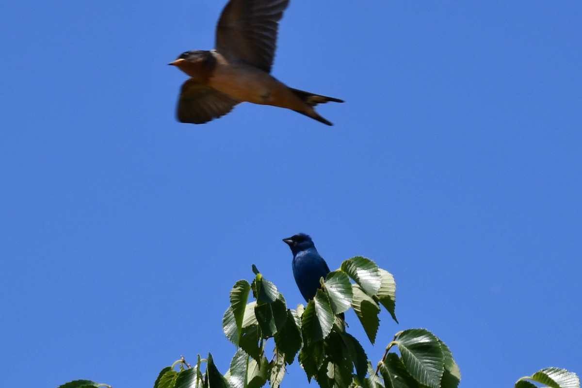 Indigo Bunting - ML620608696