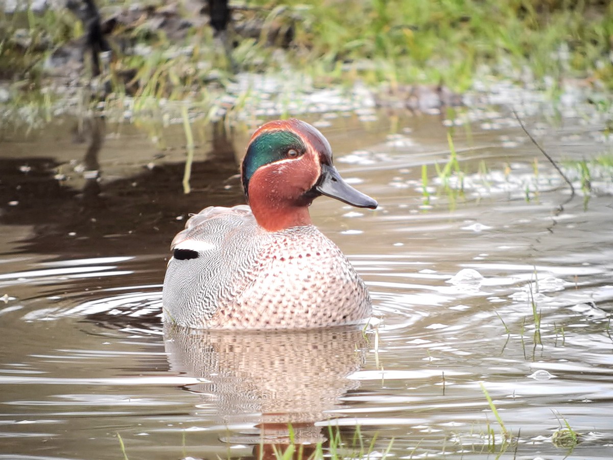 Green-winged Teal (Eurasian) - ML620608702