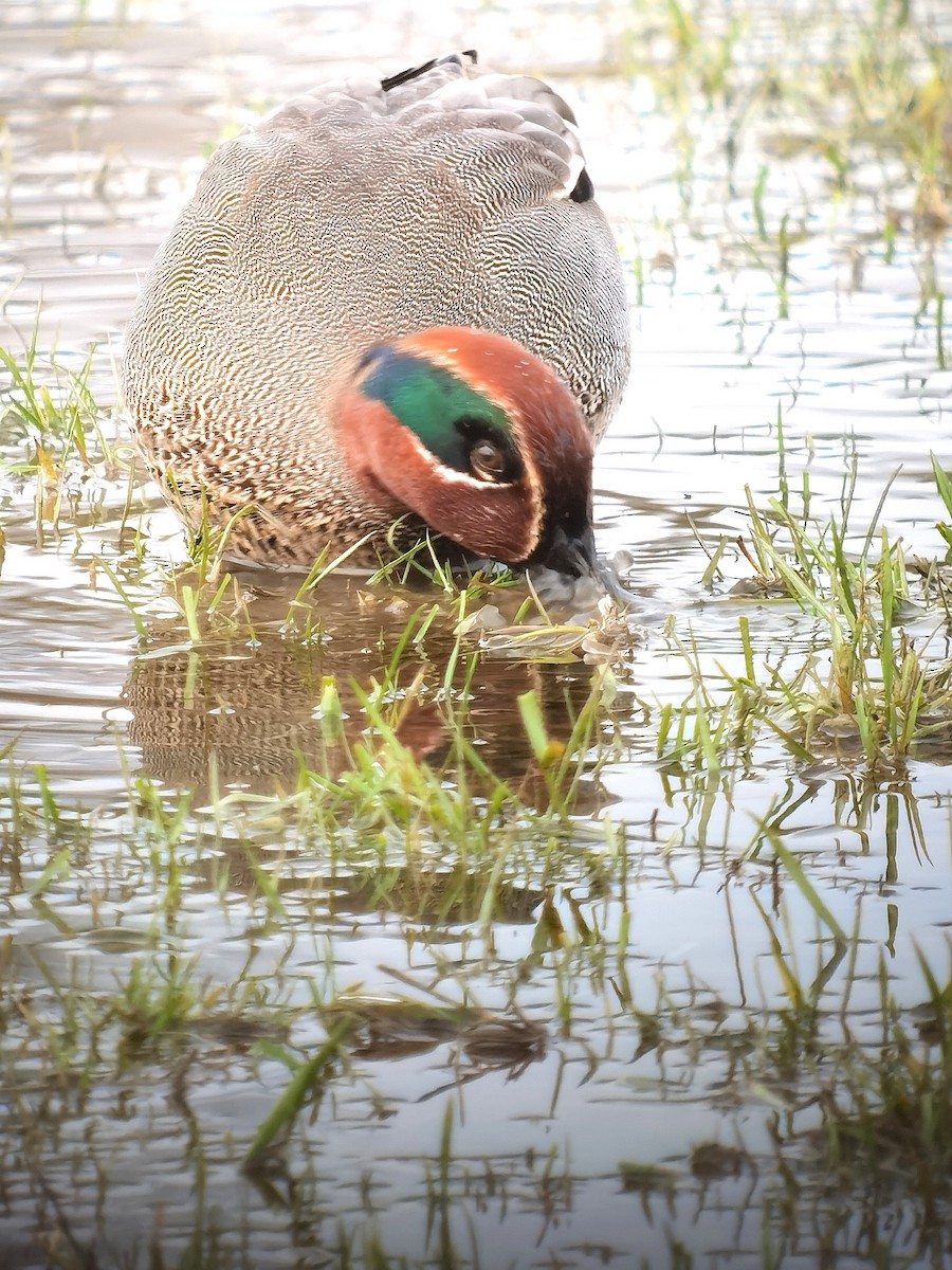 小水鴨(crecca) - ML620608703