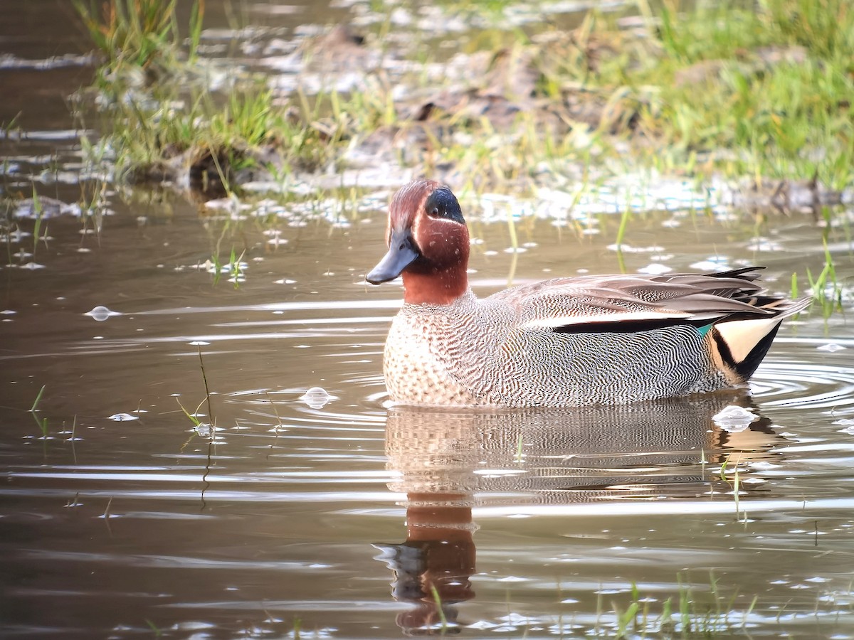 Green-winged Teal (Eurasian) - ML620608704