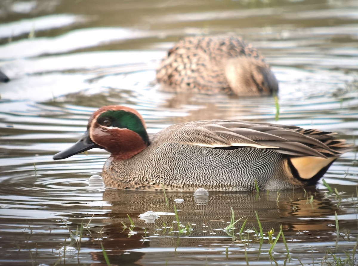 Green-winged Teal (Eurasian) - ML620608705