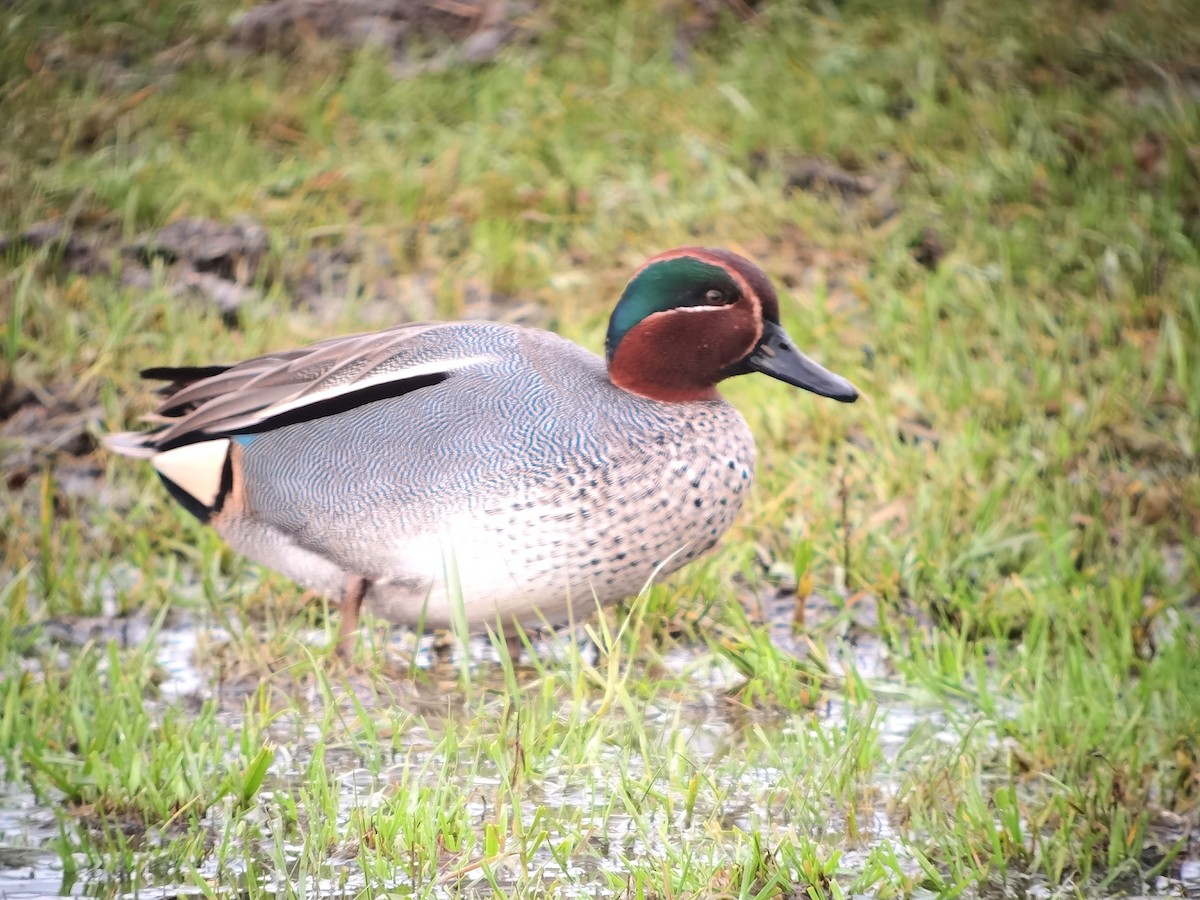 Green-winged Teal (Eurasian) - ML620608709