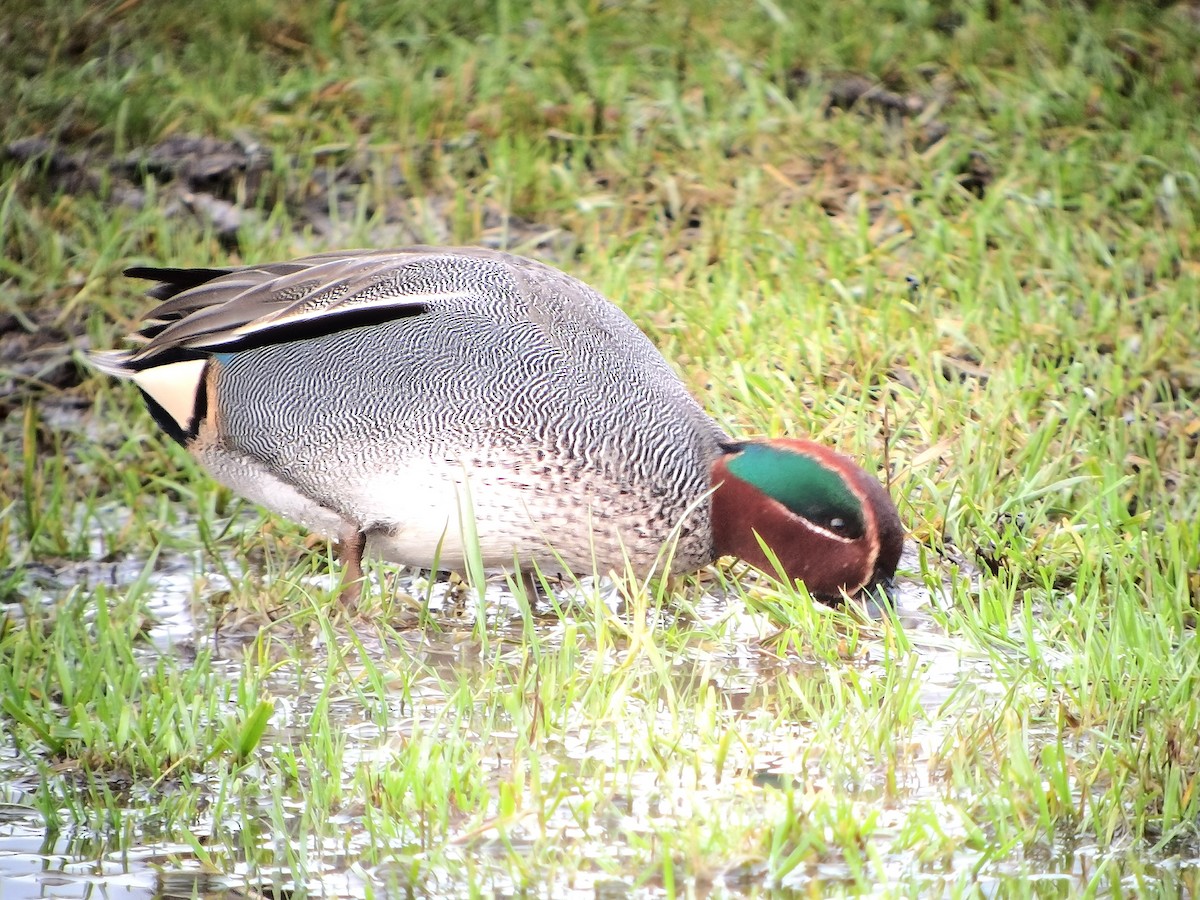 Green-winged Teal (Eurasian) - ML620608710