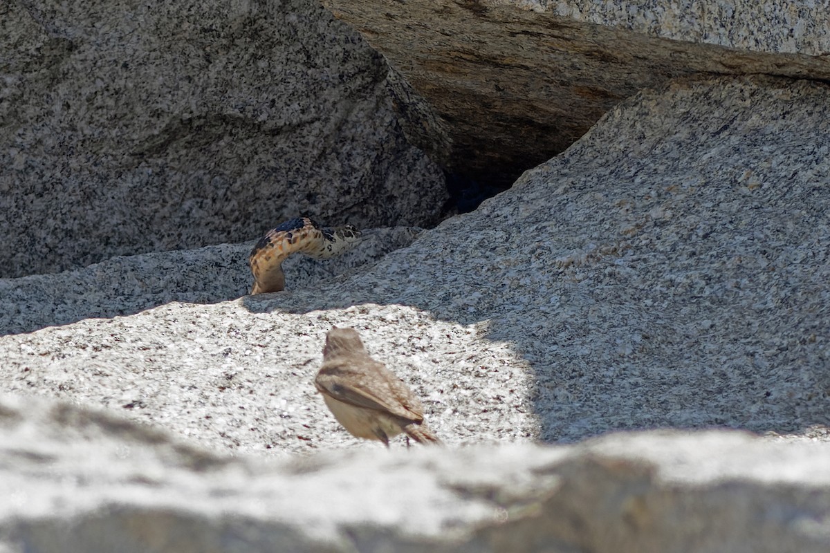 Rock Wren - ML620608711