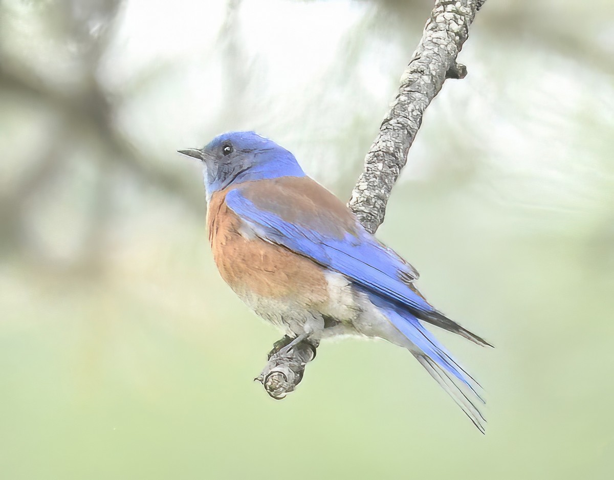 Western Bluebird - ML620608714