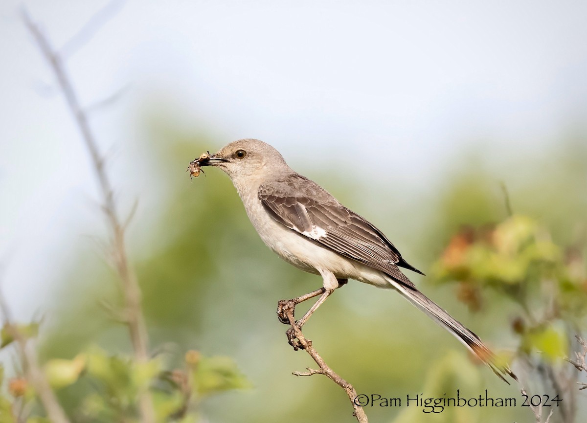 Northern Mockingbird - ML620608717