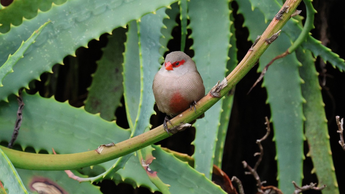 Common Waxbill - ML620608723