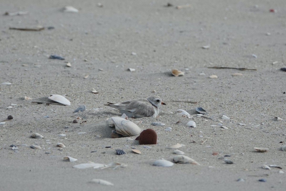 Piping Plover - ML620608730