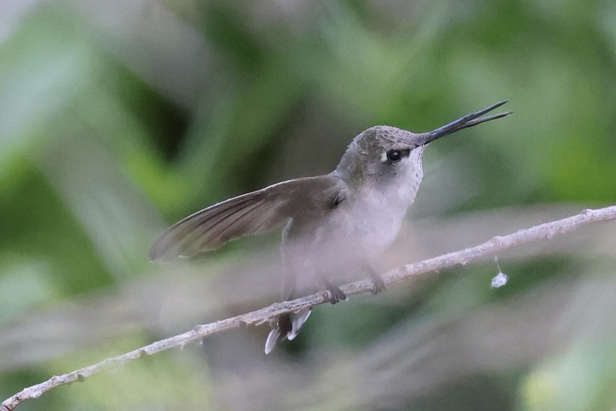 Colibrí de Anna - ML620608731