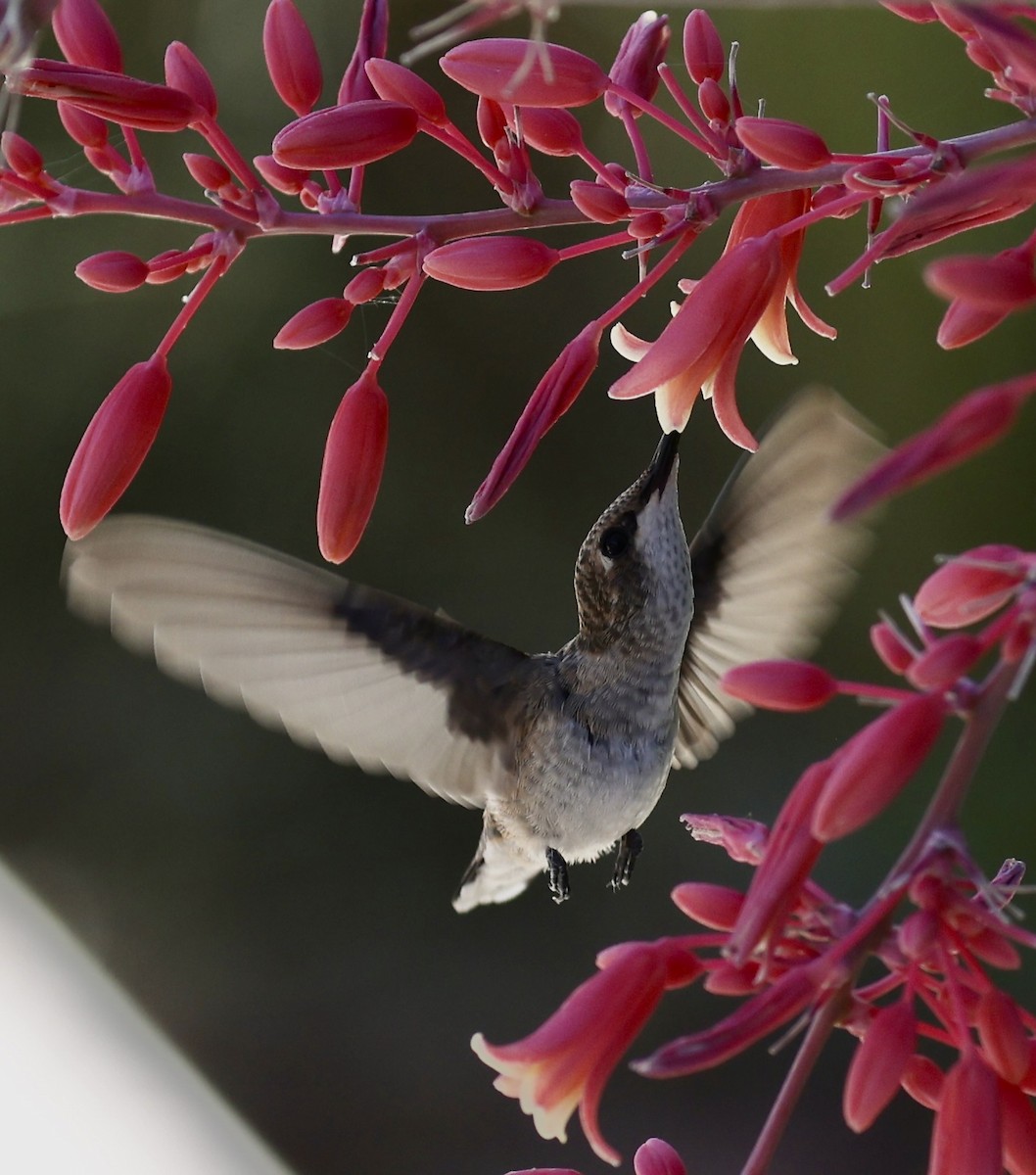 Colibrí de Anna - ML620608732