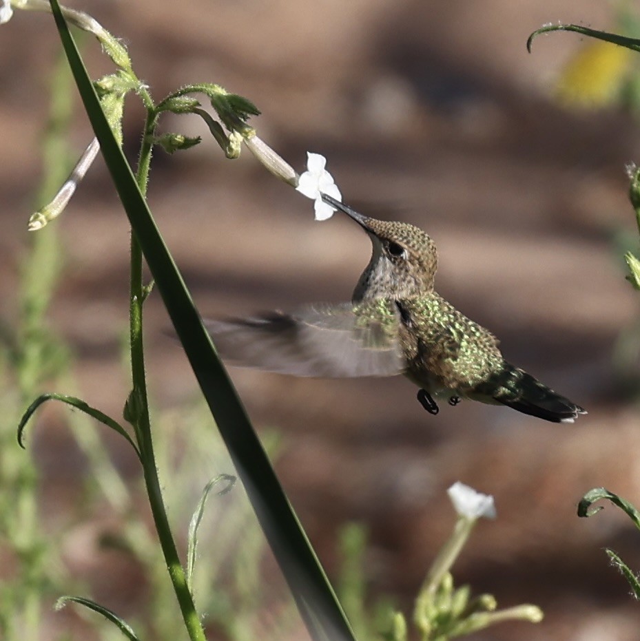 rødmaskekolibri - ML620608733