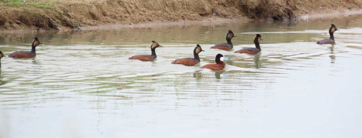 Eared Grebe - ML620608737