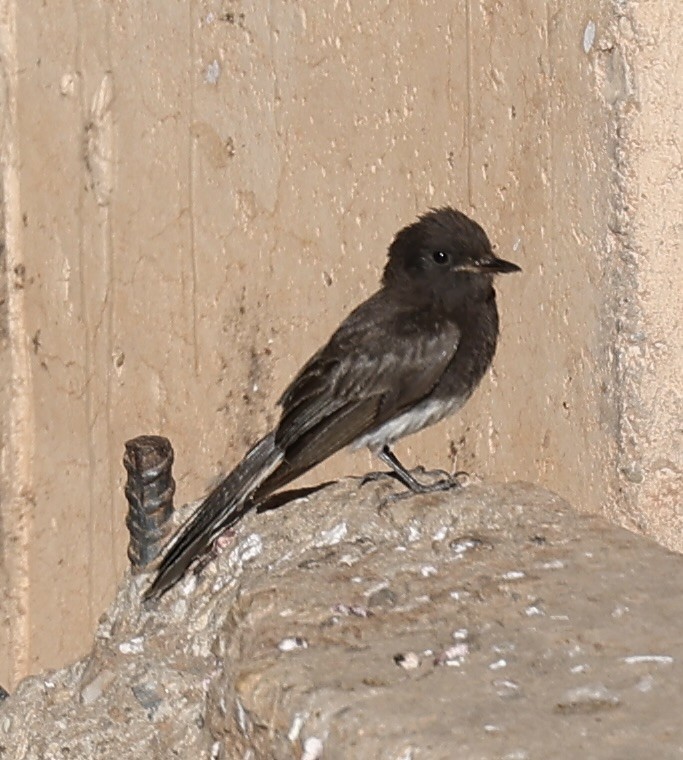 Black Phoebe - ML620608749