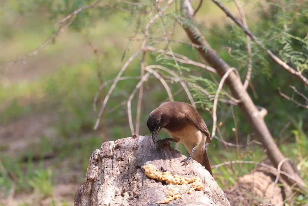 Brown Jay - ML620608750