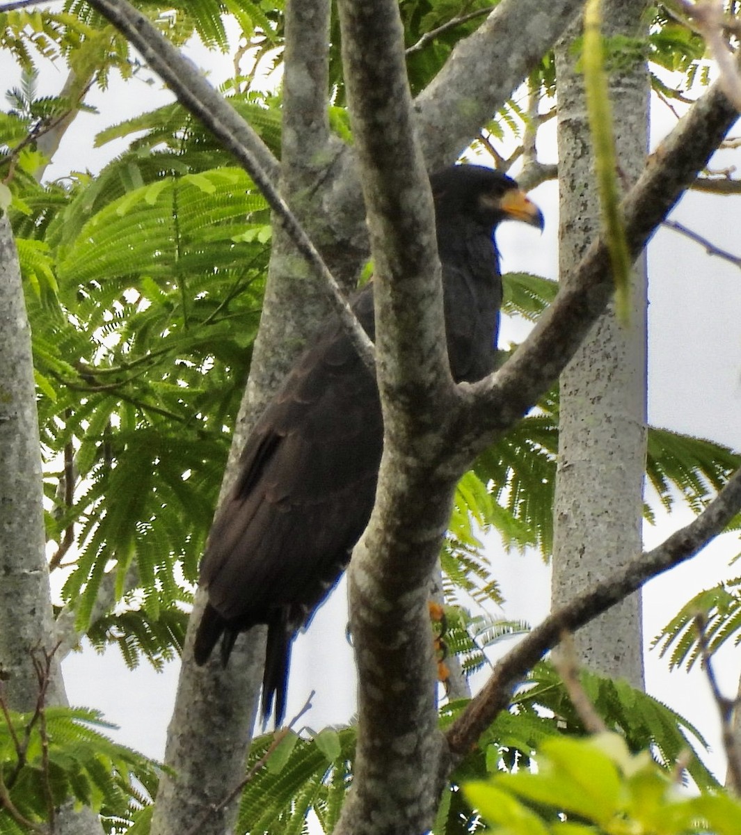 Common Black Hawk - ML620608755