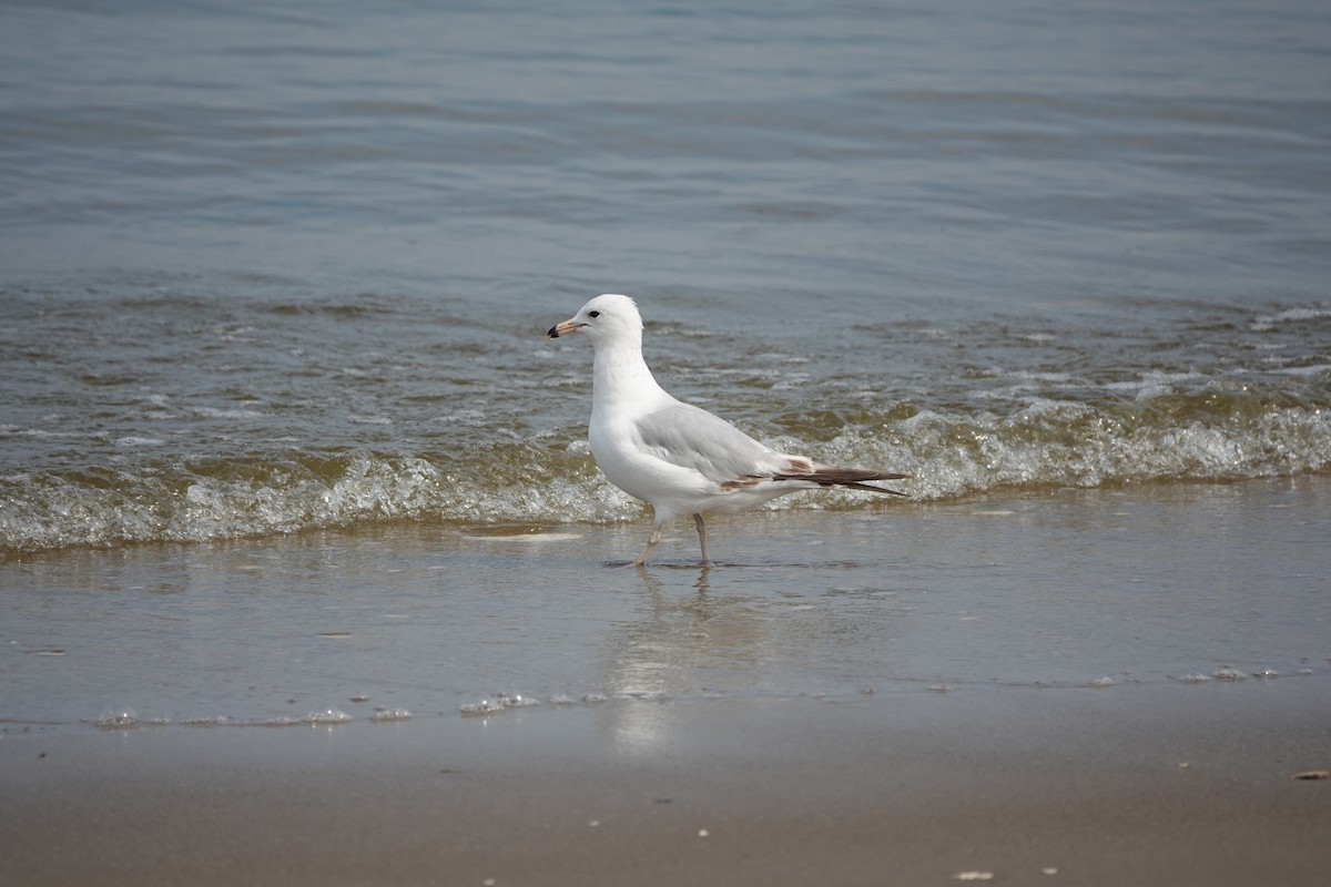 Ring-billed Gull - ML620608757