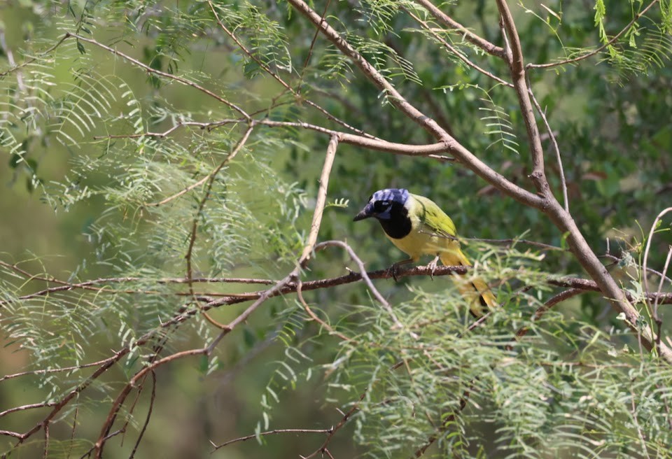 Green Jay - ML620608758