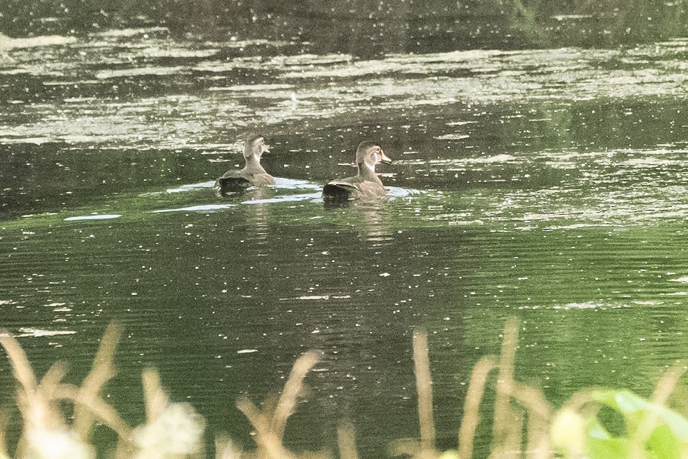 Wood Duck - ML620608760