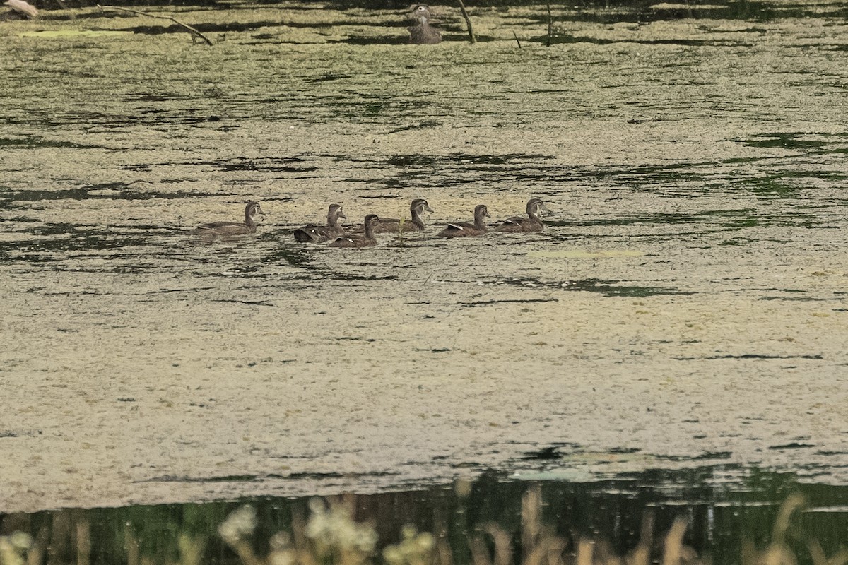 Wood Duck - ML620608761