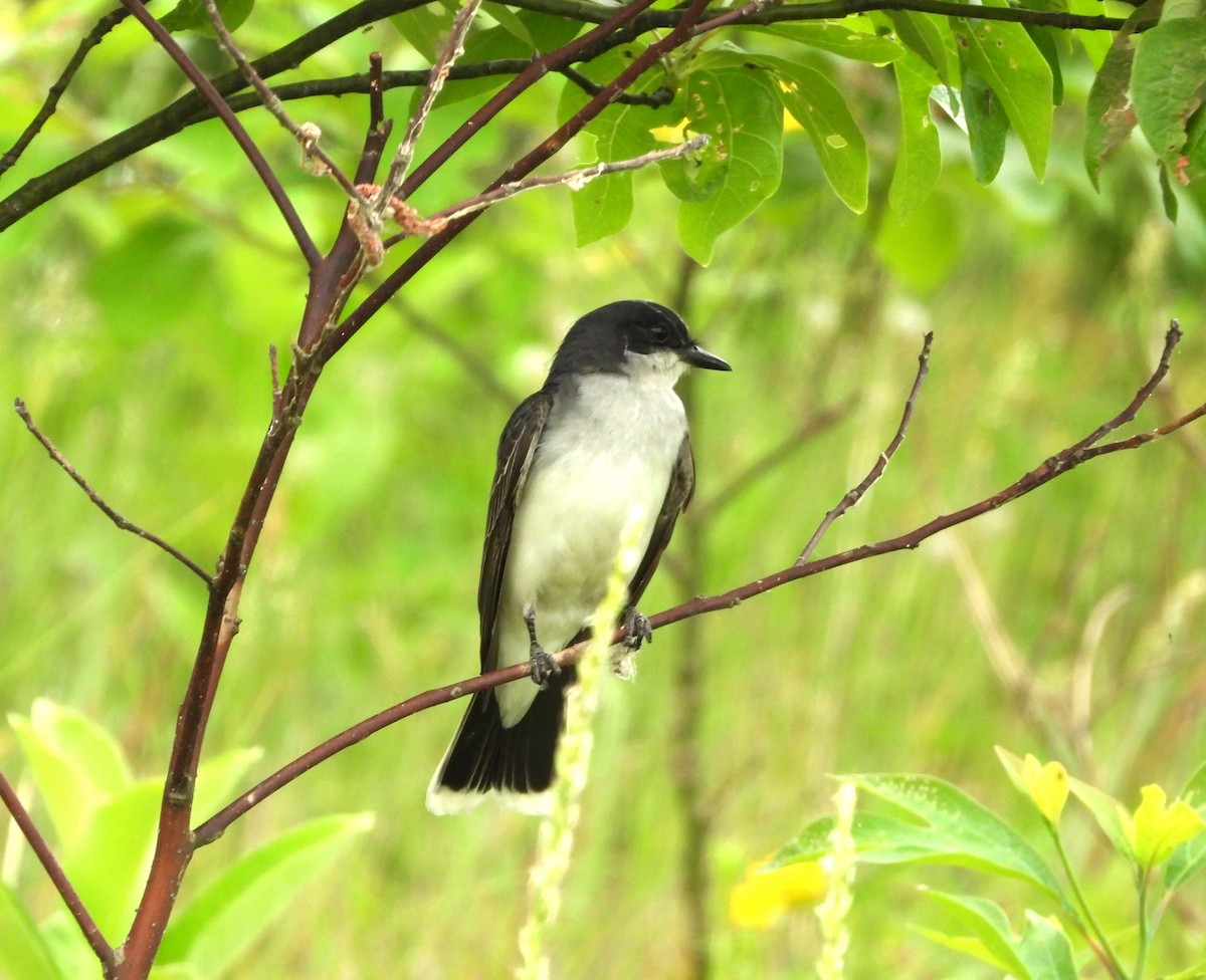 Eastern Kingbird - ML620608769