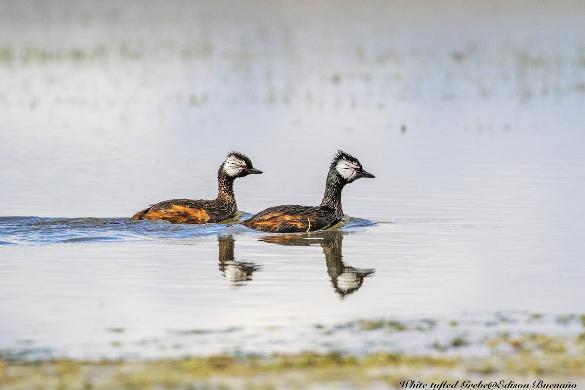 White-tufted Grebe - ML620608771