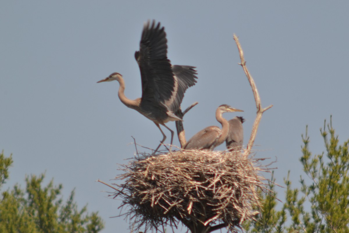 Great Blue Heron - ML620608776