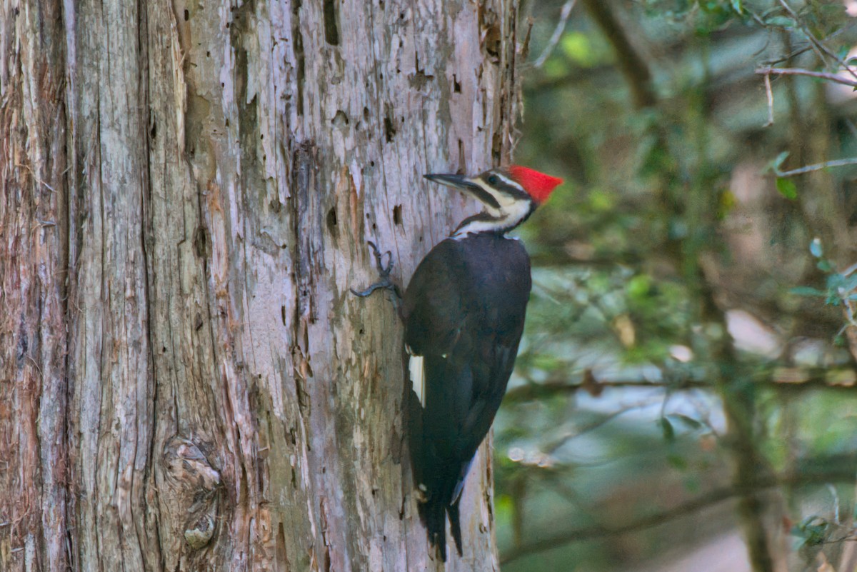 Pileated Woodpecker - ML620608777