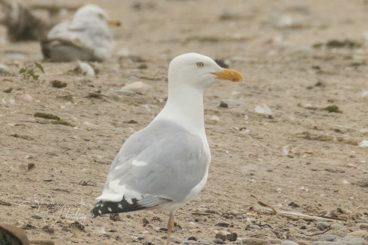 Gaviota Argéntea - ML620608778