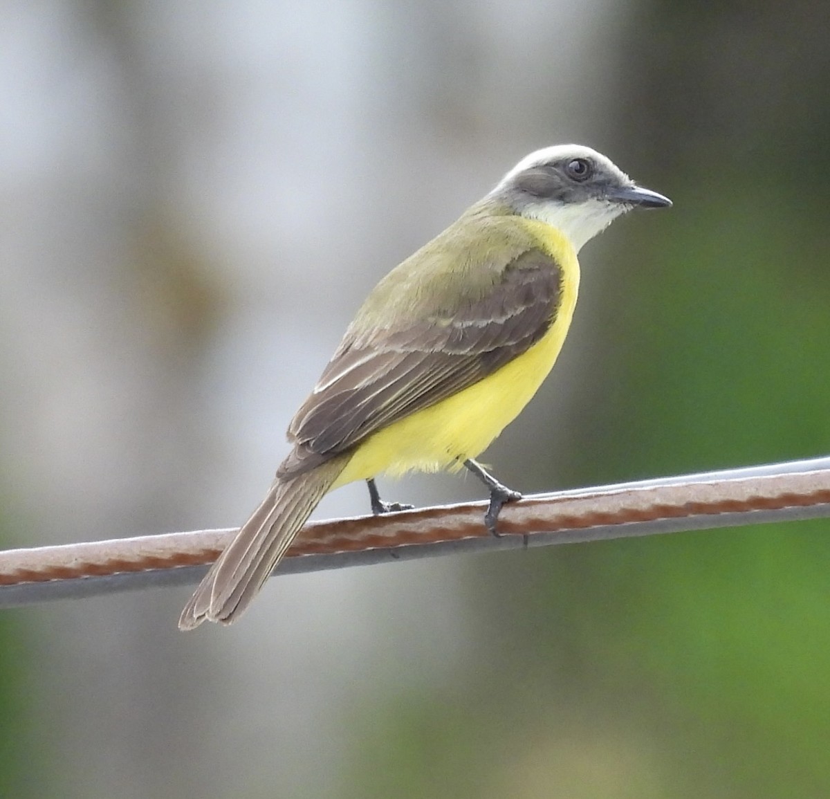 Gray-capped Flycatcher - ML620608786