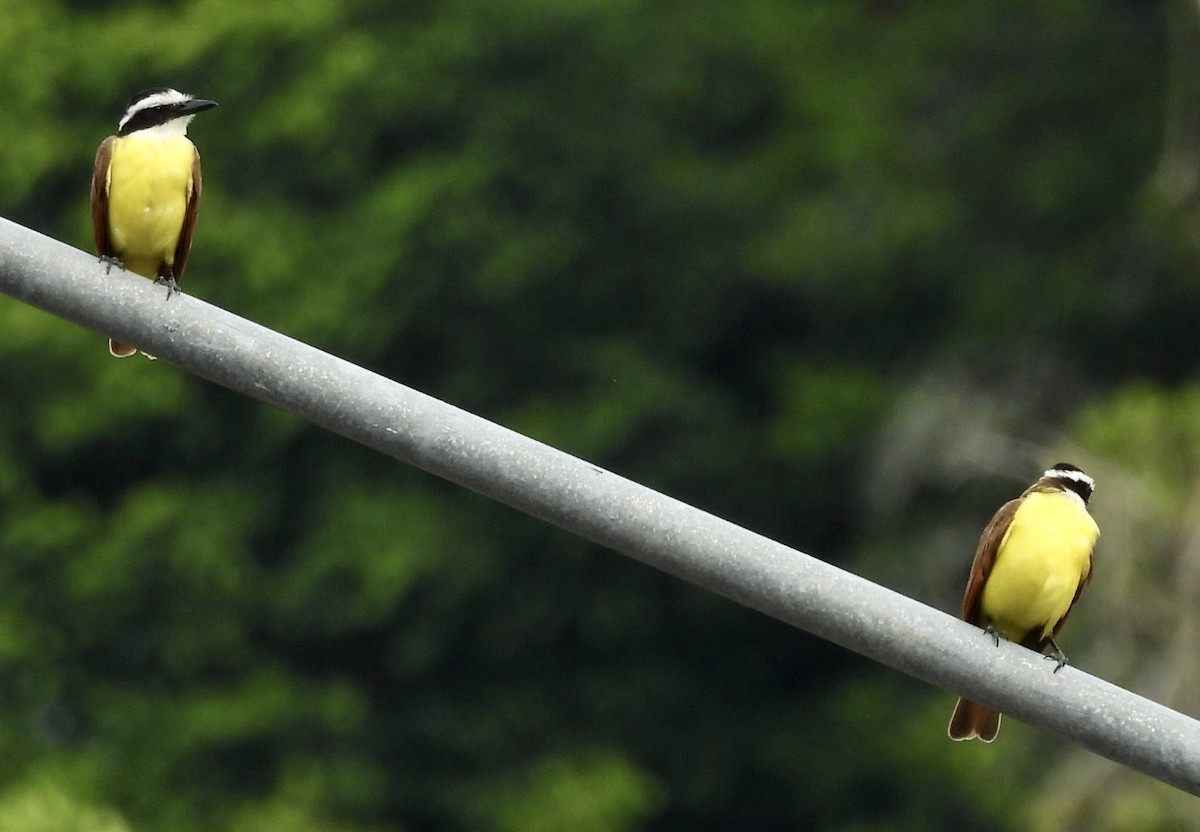 Great Kiskadee - Mary-Lane Baker